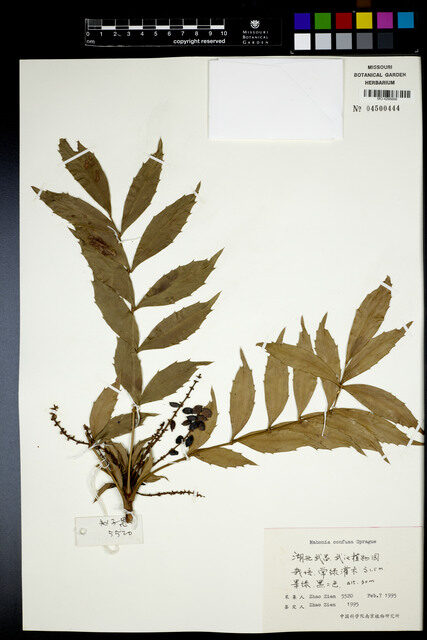 Mahonia confusa — photo