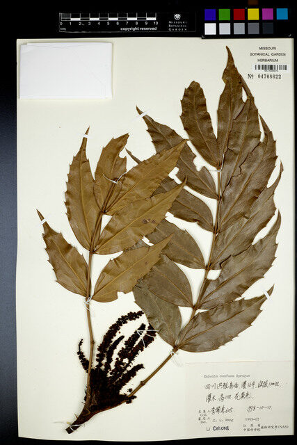 Mahonia confusa