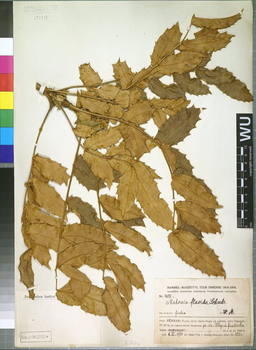 Mahonia flavida — photo