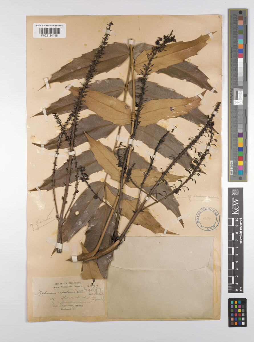 Mahonia flavida — photo