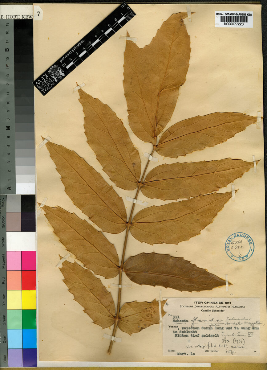Mahonia flavida