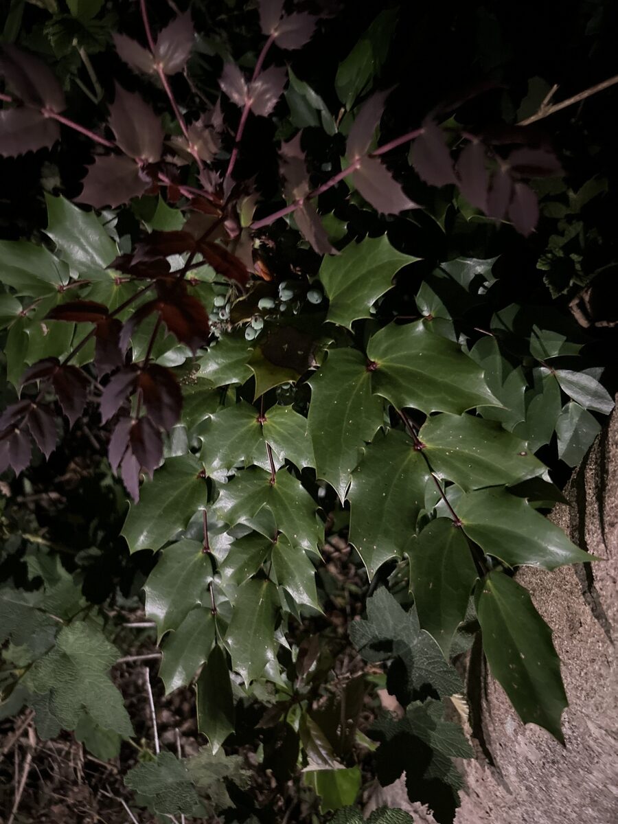 Mahonia fortunei - (Lindl.)Fedde. (Fortune's Mahonia) — photo