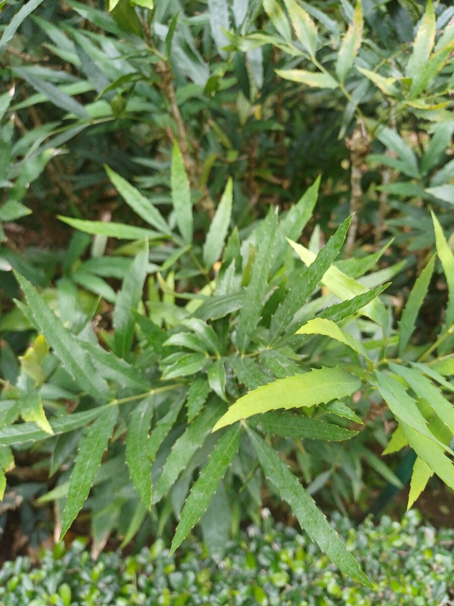 Mahonia fortunei - (Lindl.)Fedde. (Fortune's Mahonia) — photo