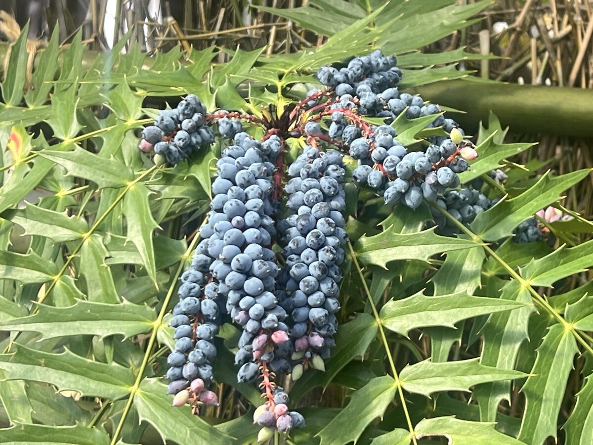 Mahonia fortunei - (Lindl.)Fedde.