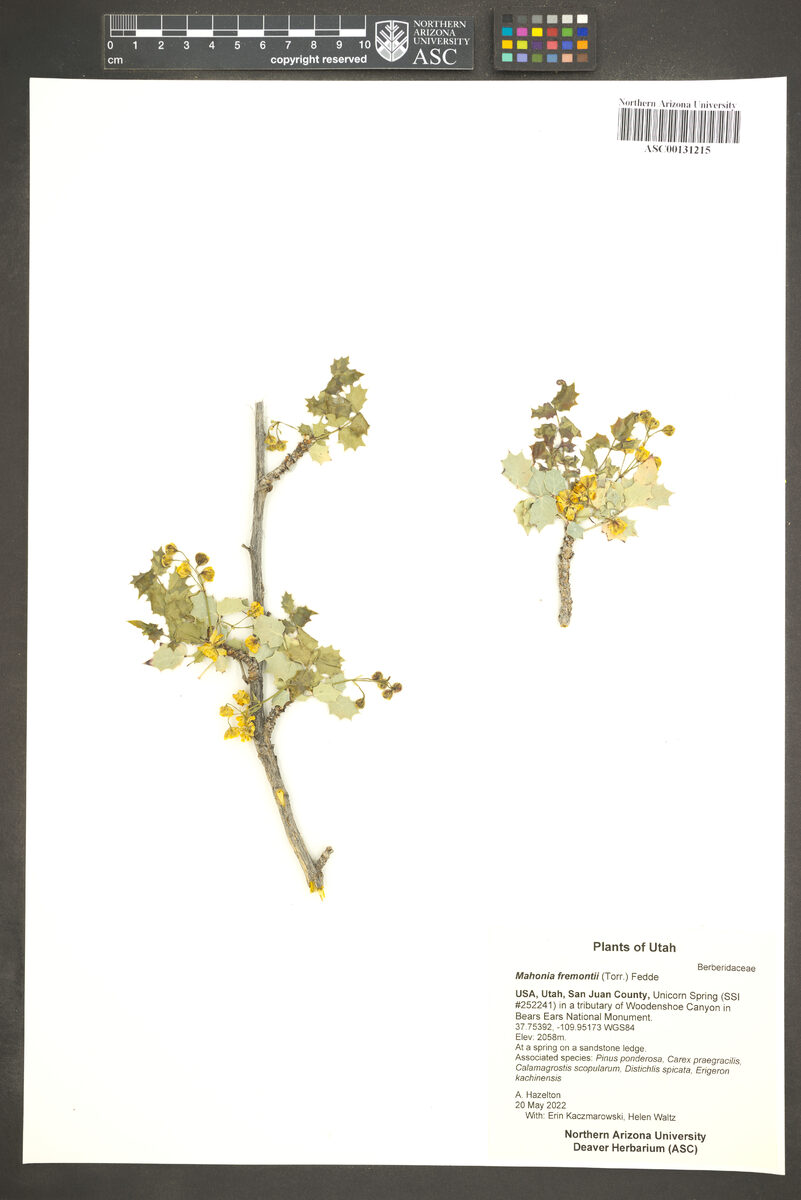 Mahonia fremontii - (Torr.)Fedde. (Mahonia) — photo