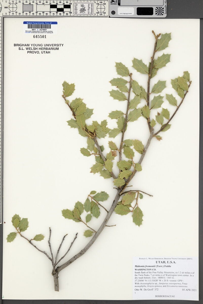 Mahonia fremontii - (Torr.)Fedde. (Mahonia) — photo