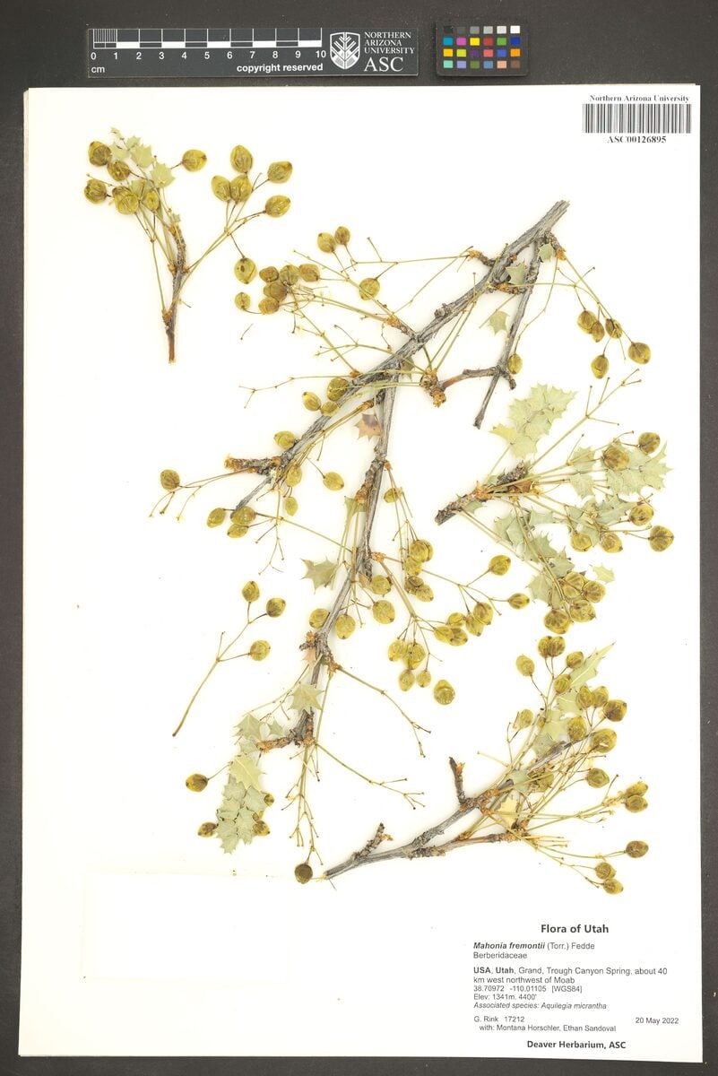 Mahonia fremontii - (Torr.)Fedde.