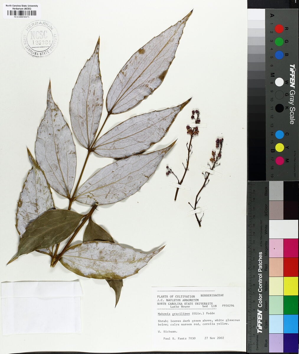 Mahonia gracilipes - (Oliv.)Fedde. — photo