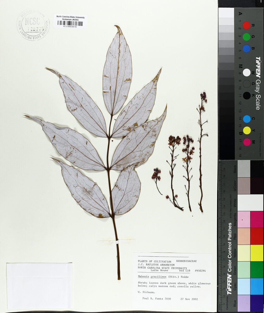 Mahonia gracilipes - (Oliv.)Fedde. — photo