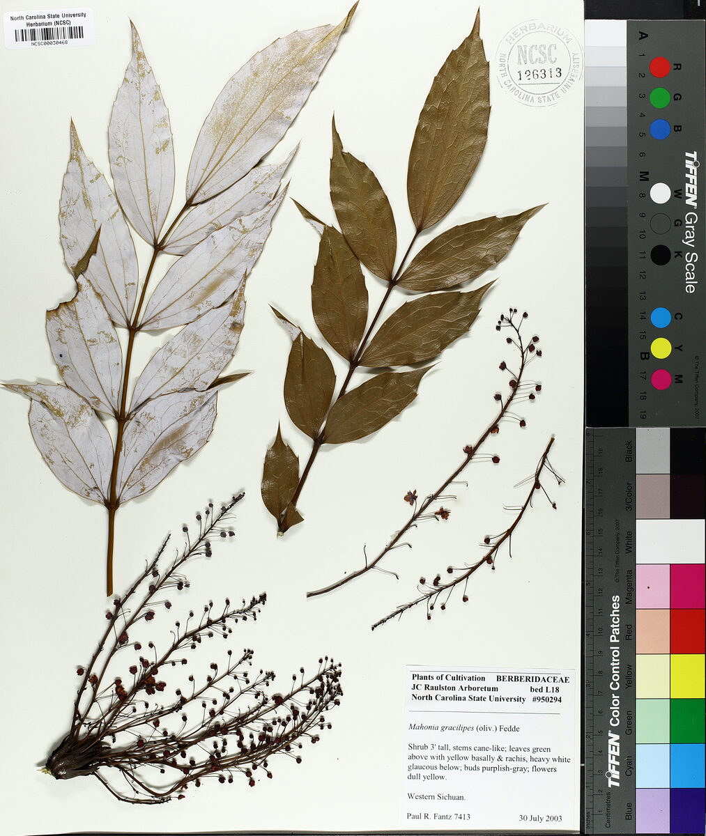 Mahonia gracilipes - (Oliv.)Fedde.