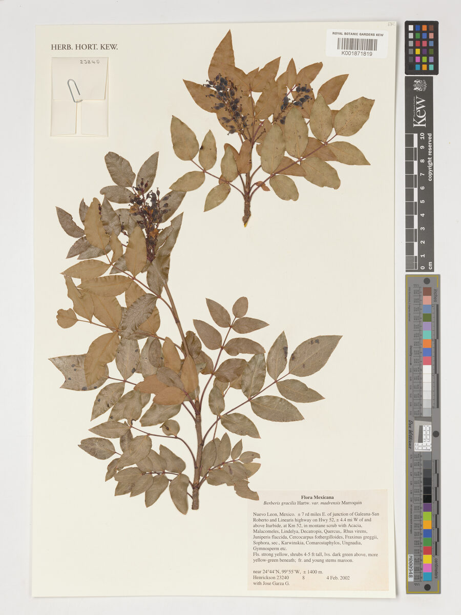 Mahonia gracilis - (Hartw.)Fedde. (Mexican Barberry) — photo