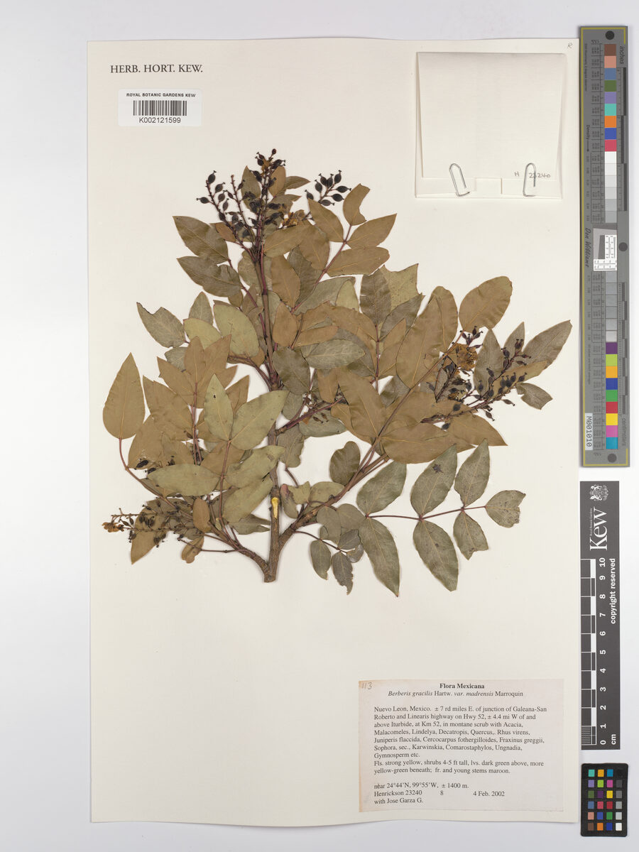 Mahonia gracilis - (Hartw.)Fedde. (Mexican Barberry) — photo