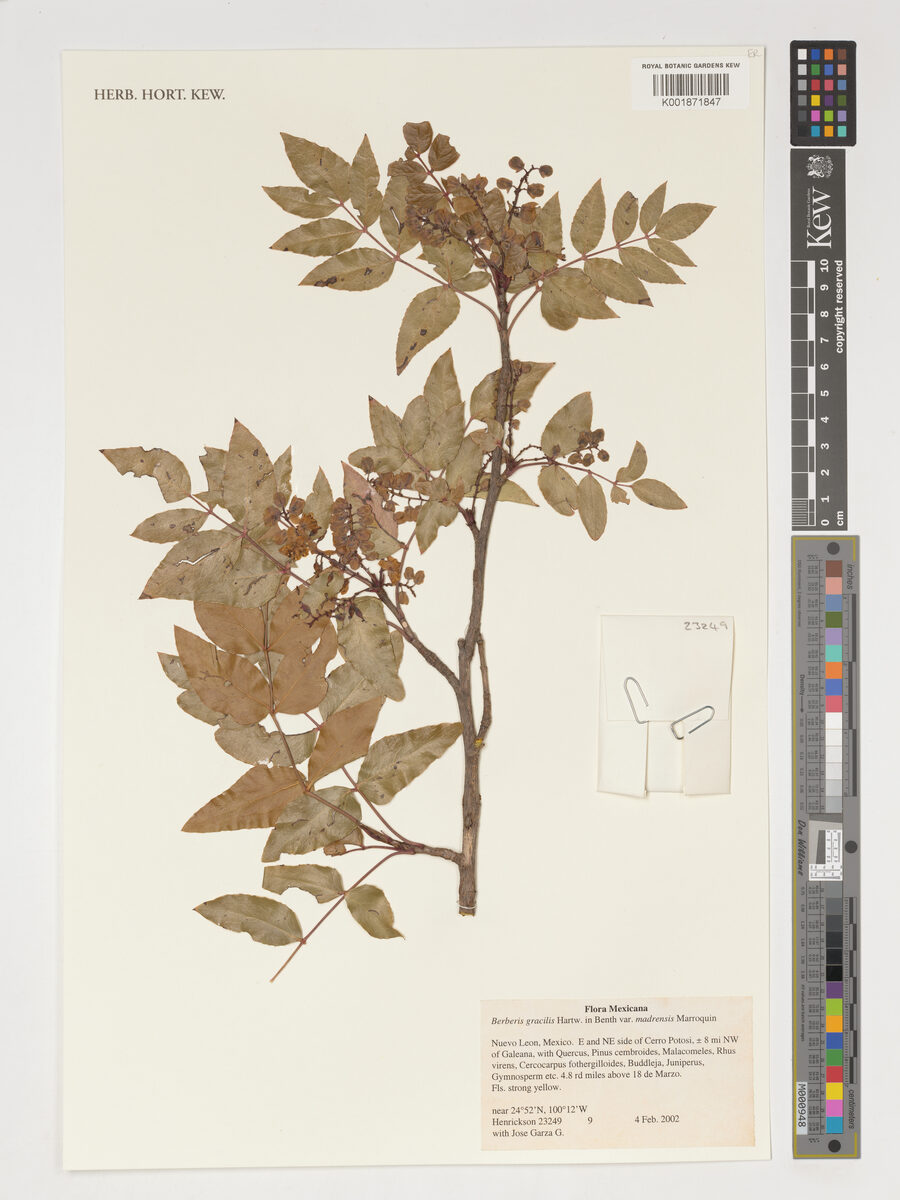 Mahonia gracilis - (Hartw.)Fedde.