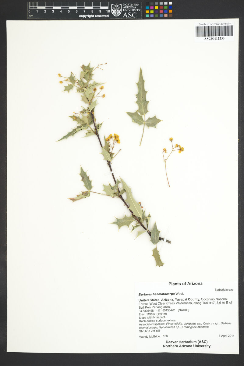 Mahonia haematocarpa - (Wooton.)Fedde. (Red barberry) — photo