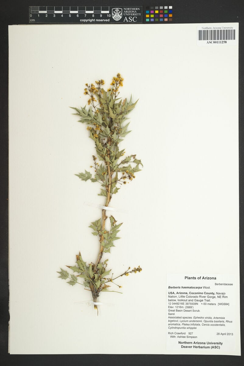 Mahonia haematocarpa - (Wooton.)Fedde. (Red barberry) — photo