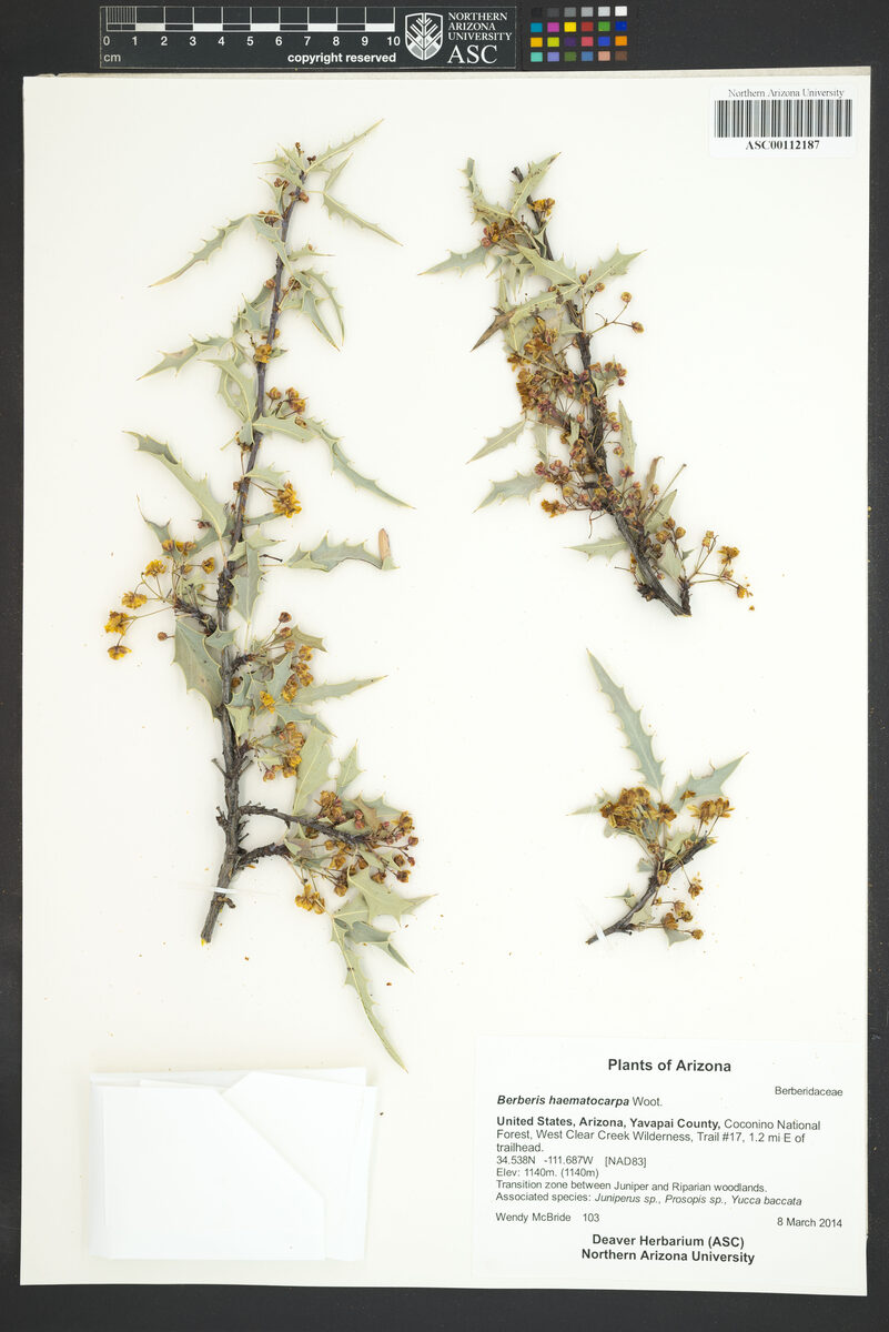 Mahonia haematocarpa - (Wooton.)Fedde.