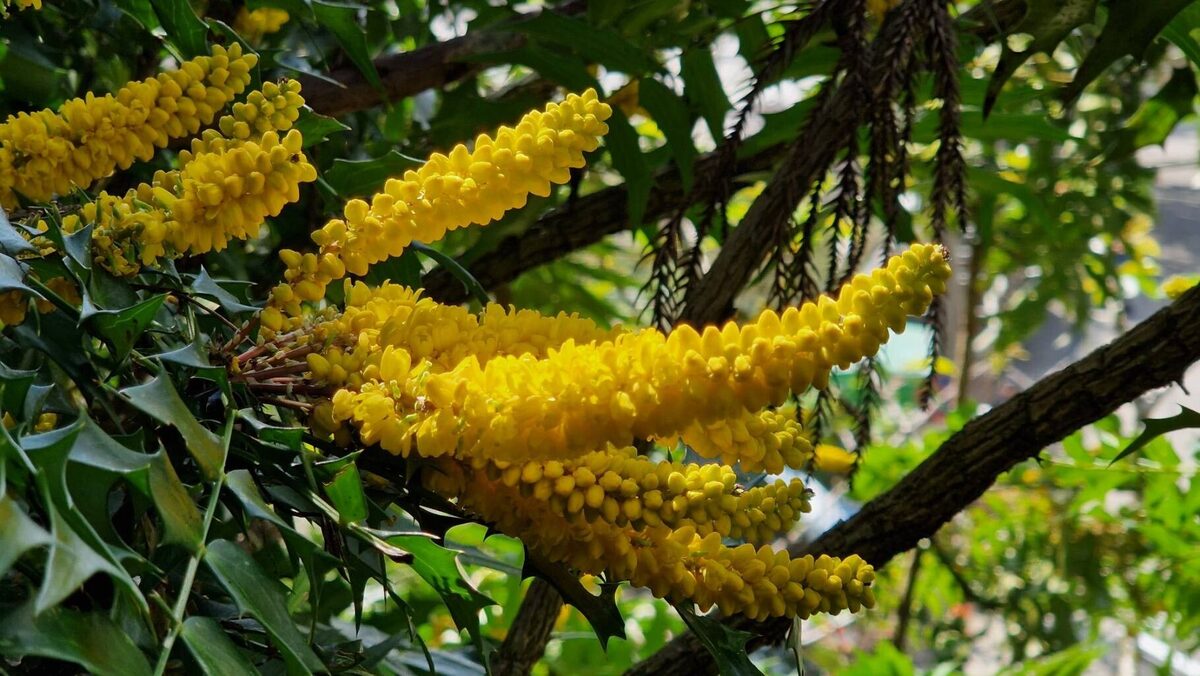 Mahonia japonica - (Thunb.)DC. — photo