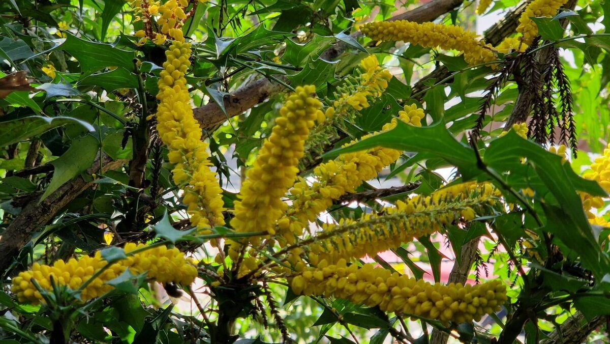 Mahonia japonica - (Thunb.)DC. — photo