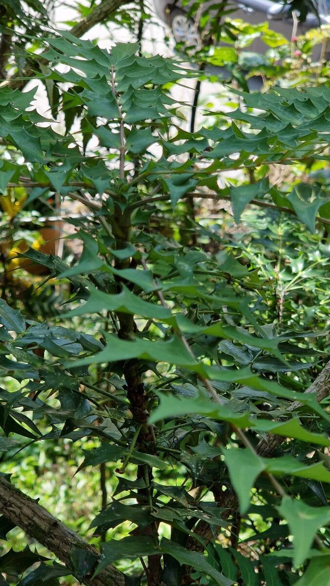 Mahonia japonica - (Thunb.)DC.