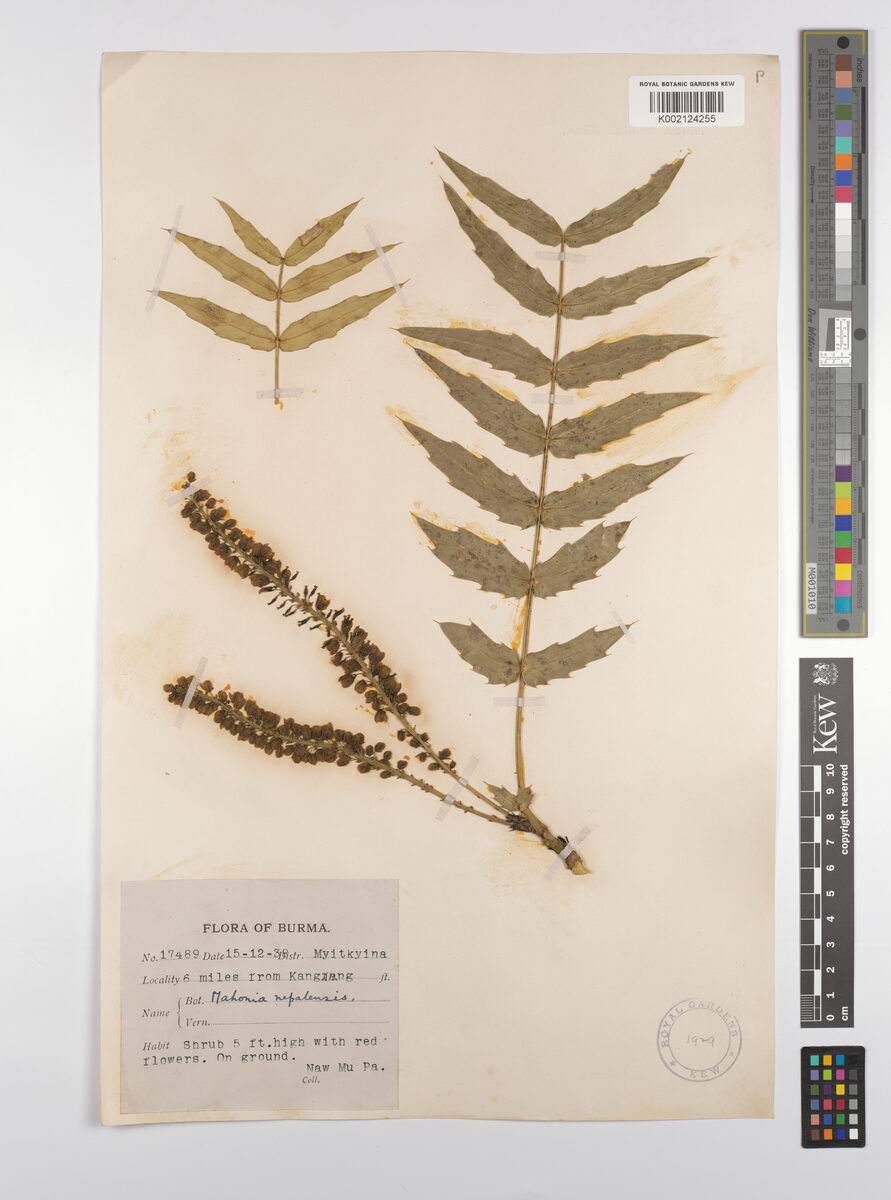 Mahonia lomariifolia (Chinese hollygrape) — photo