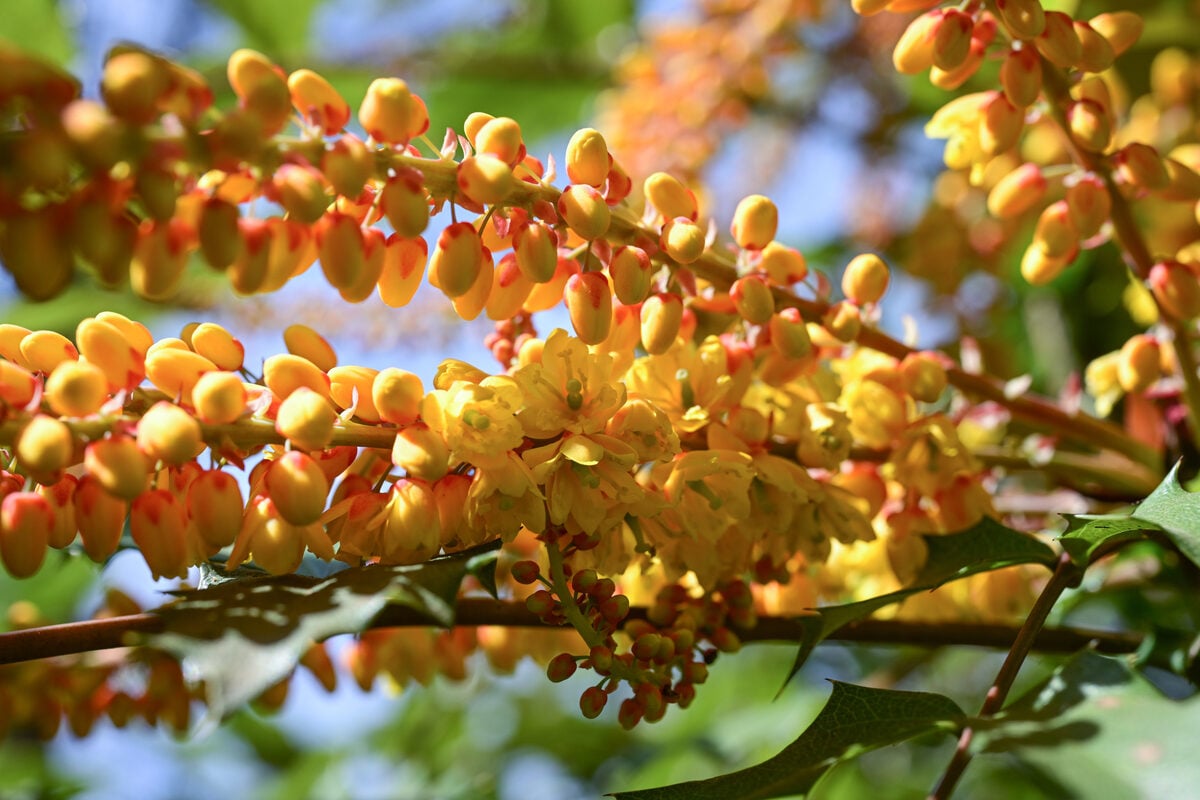 Mahonia napaulensis — photo