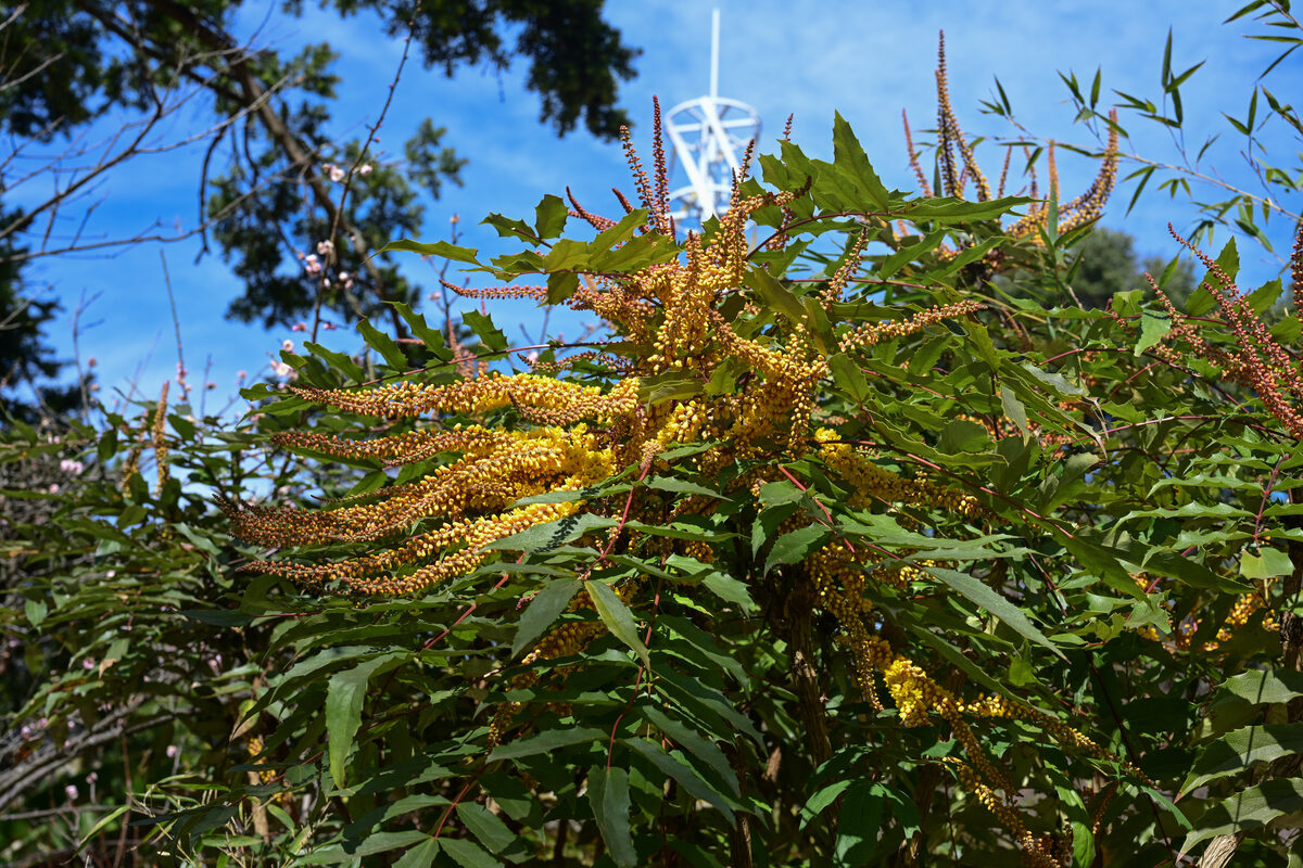 Mahonia napaulensis — photo