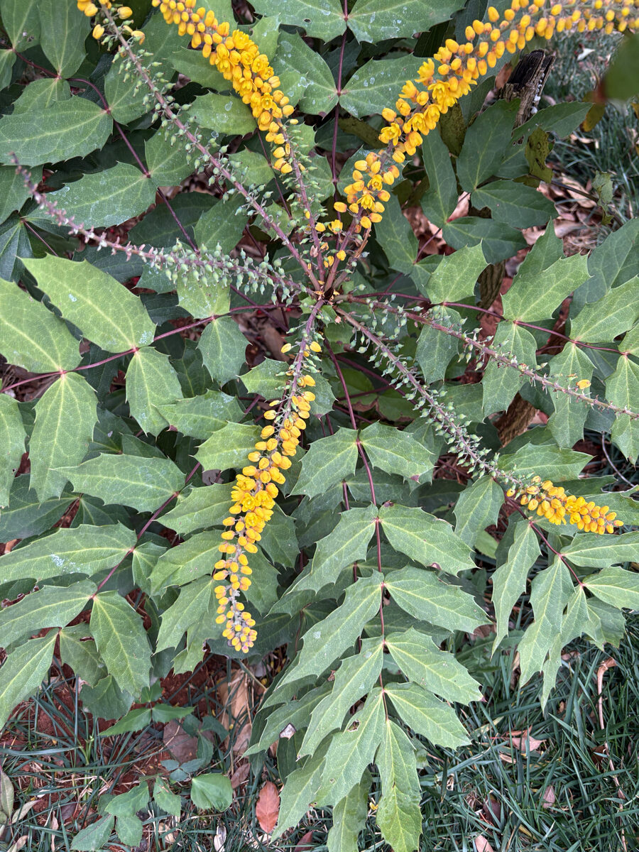 Mahonia napaulensis