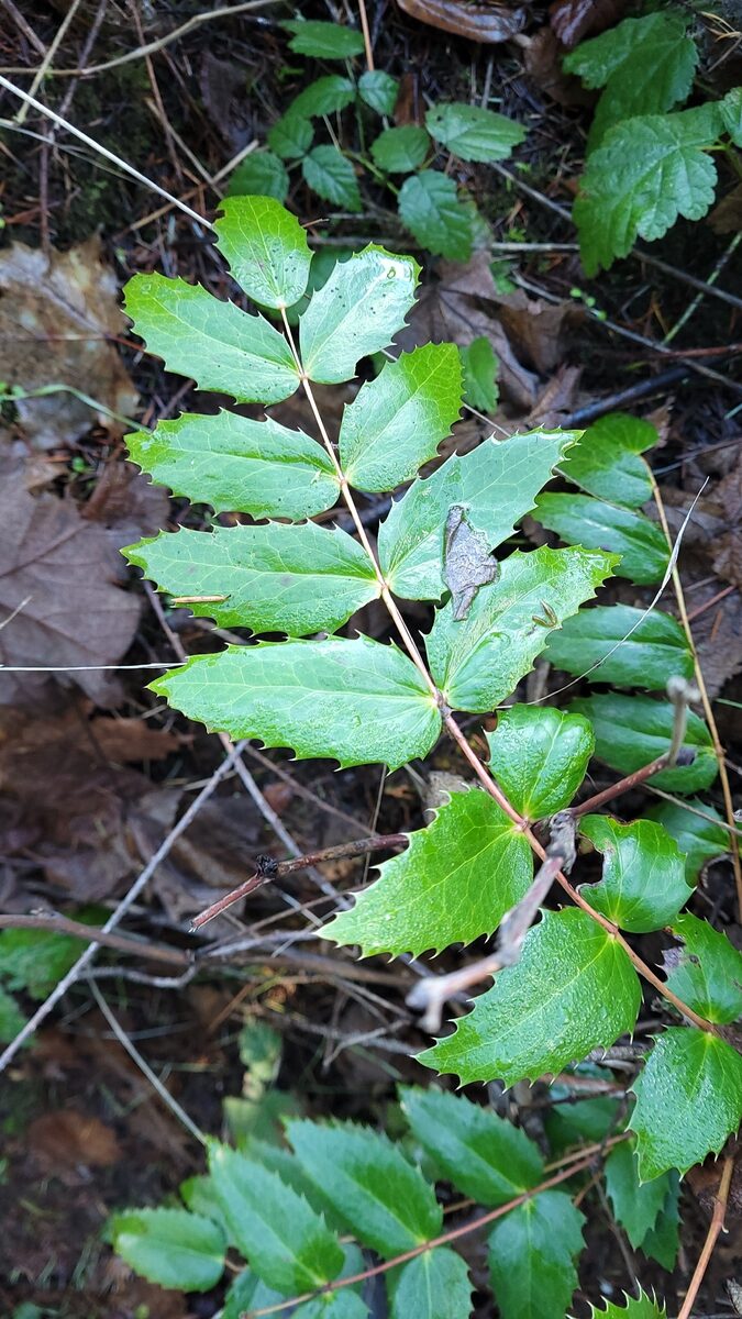 Mahonia nervosa - (Pursh.)Nutt. (Oregon Grape) — photo