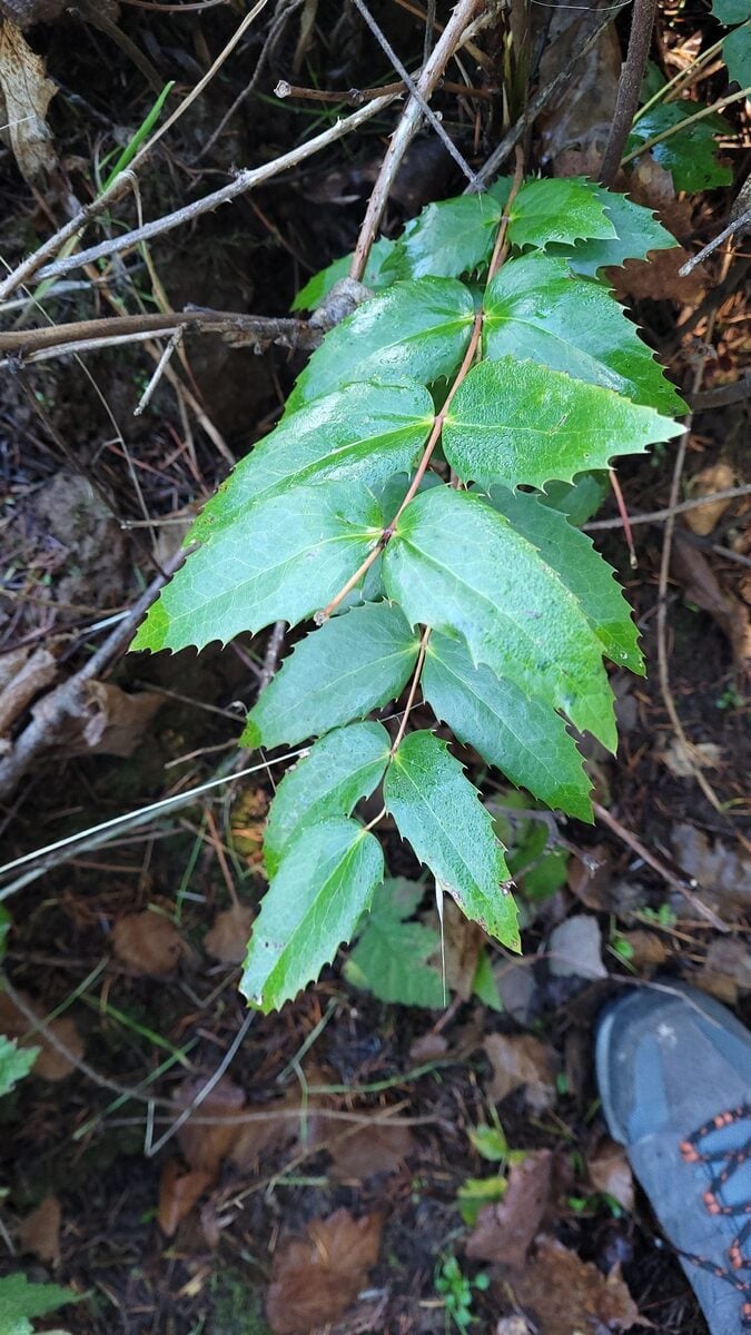 Mahonia nervosa - (Pursh.)Nutt. (Oregon Grape) — photo