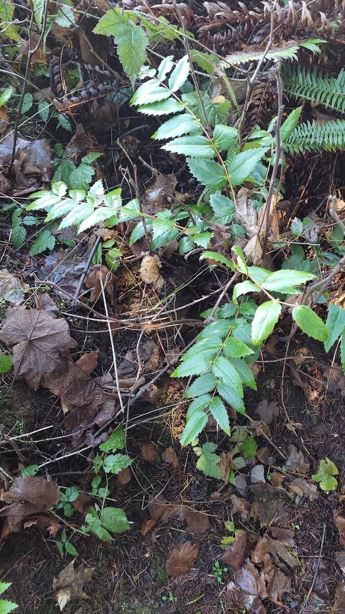 Mahonia nervosa - (Pursh.)Nutt.