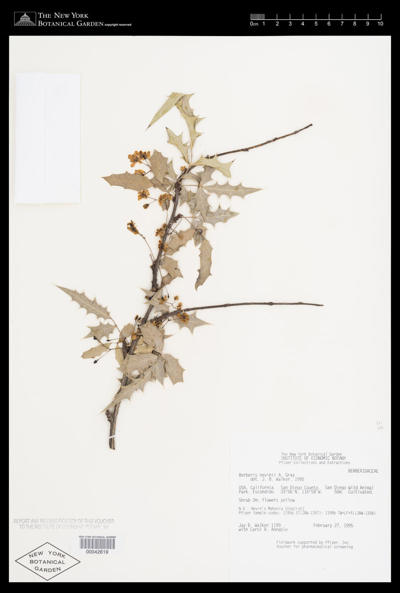 Mahonia nevinii - (Gray.)Fedde. (Nevin's barberry) — photo