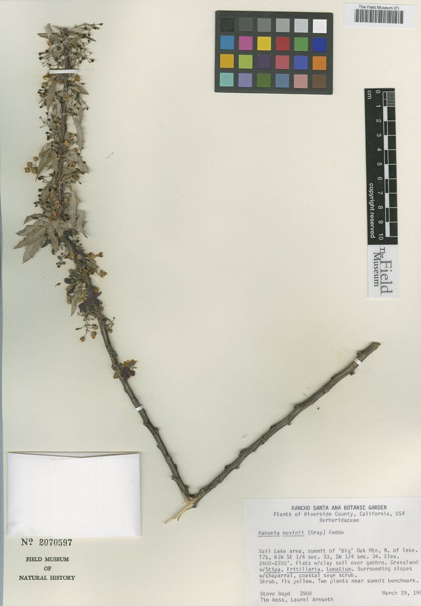 Mahonia nevinii - (Gray.)Fedde. (Nevin's barberry) — photo