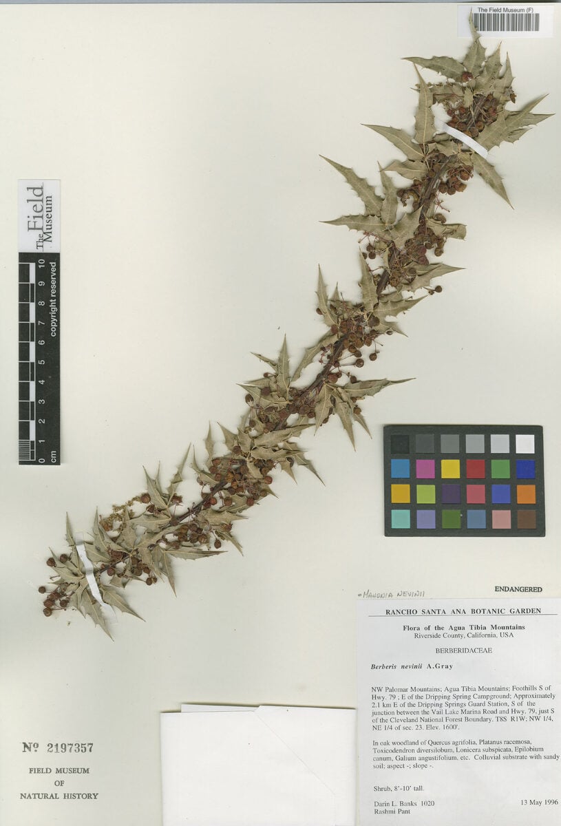 Mahonia nevinii - (Gray.)Fedde.