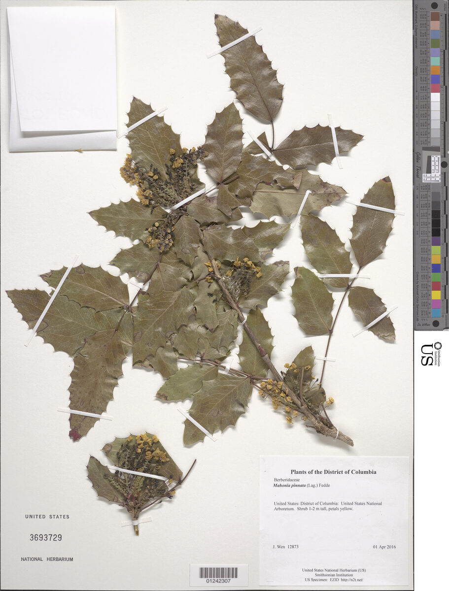 Mahonia pinnata - (Lag.)Fedde. (California Barberry) — photo