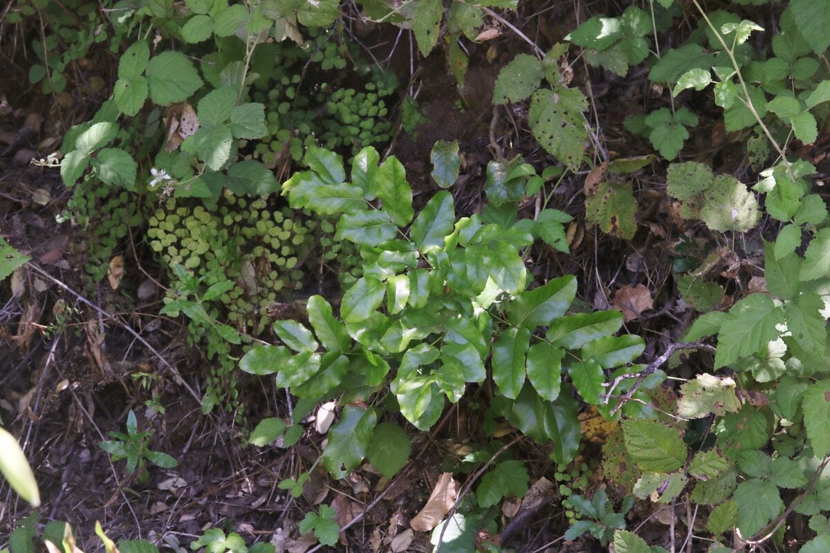 Mahonia pinnata - (Lag.)Fedde.