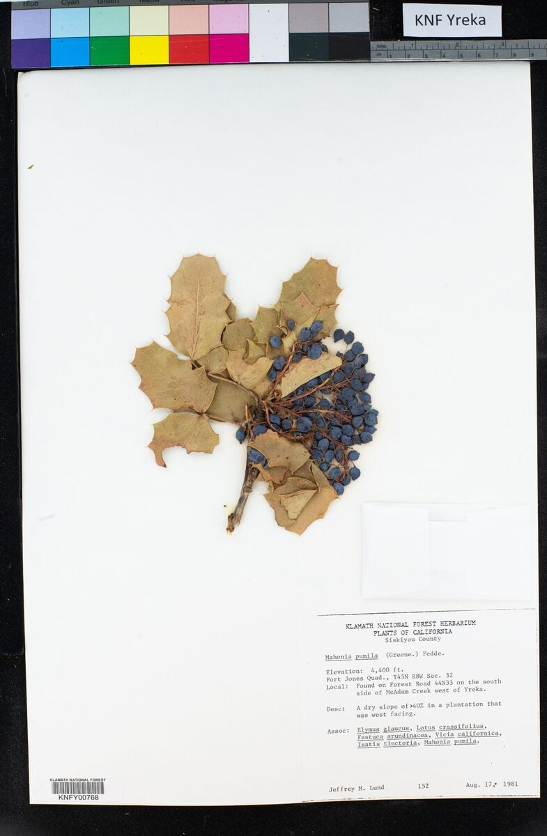 Mahonia pumila - (Greene.)Fedde. (Dwarf Barberry) — photo