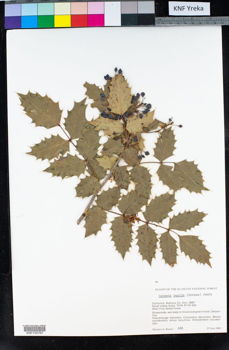 Mahonia pumila - (Greene.)Fedde. (Dwarf Barberry) — photo
