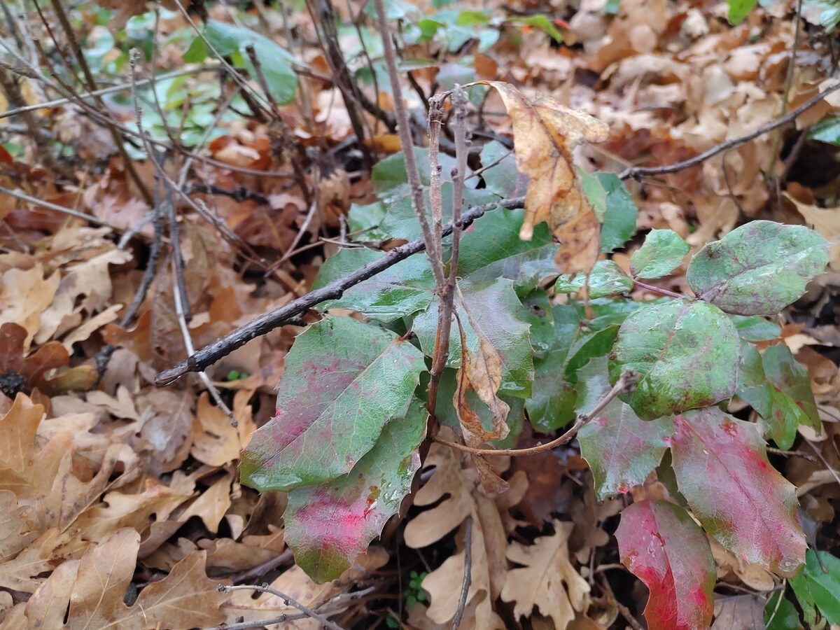 Mahonia repens - (Lindl.)G.Don. (Creeping Oregon Grape) — photo