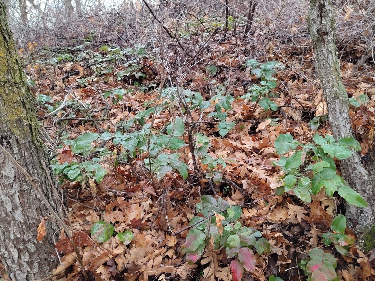 Mahonia repens - (Lindl.)G.Don.
