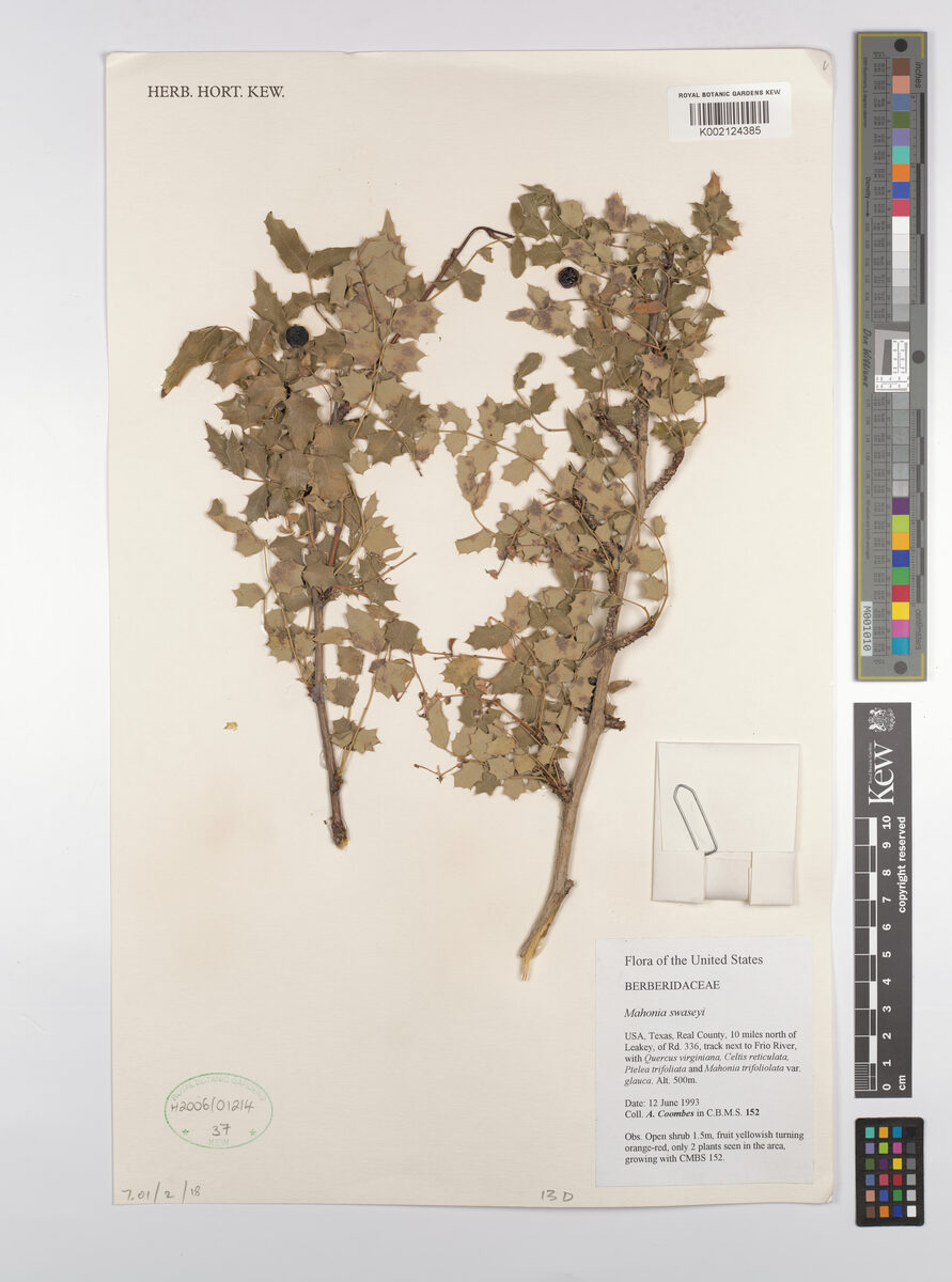 Mahonia swaseyi - (Buckley.)Fedde. (Texas Mahonia) — photo