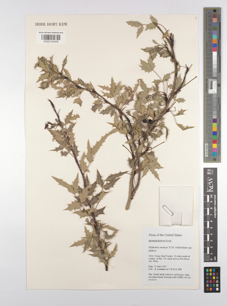 Mahonia swaseyi - (Buckley.)Fedde. (Texas Mahonia) — photo