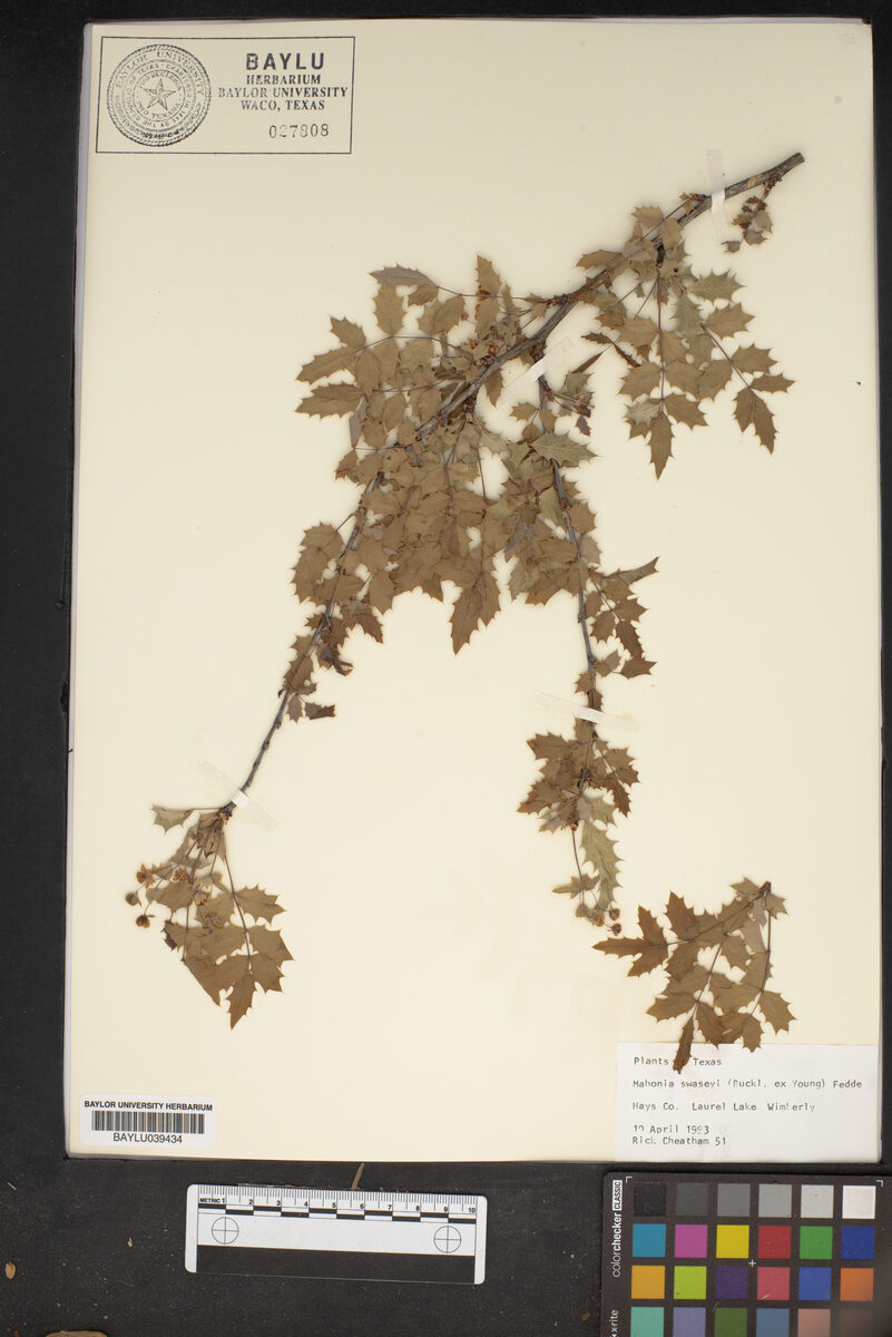 Mahonia swaseyi - (Buckley.)Fedde.