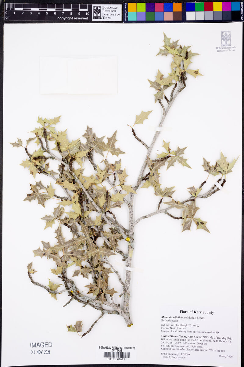 Mahonia trifoliolata - (Moric.)Fedde. (Threeleaf Barberry) — photo