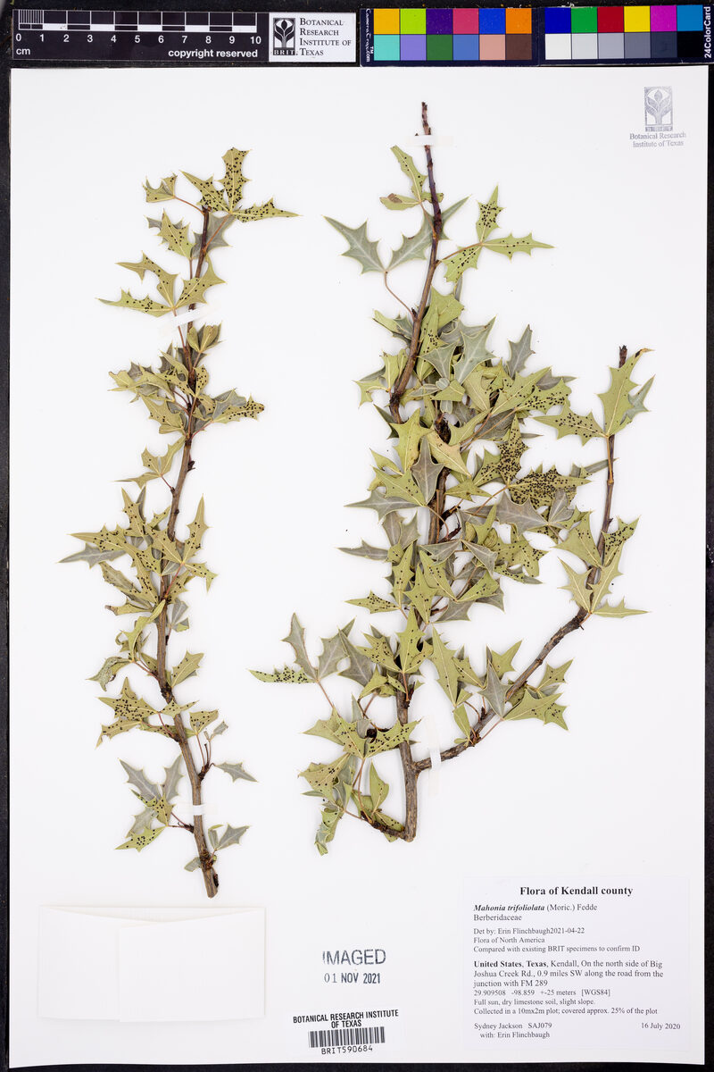 Mahonia trifoliolata - (Moric.)Fedde. (Threeleaf Barberry) — photo