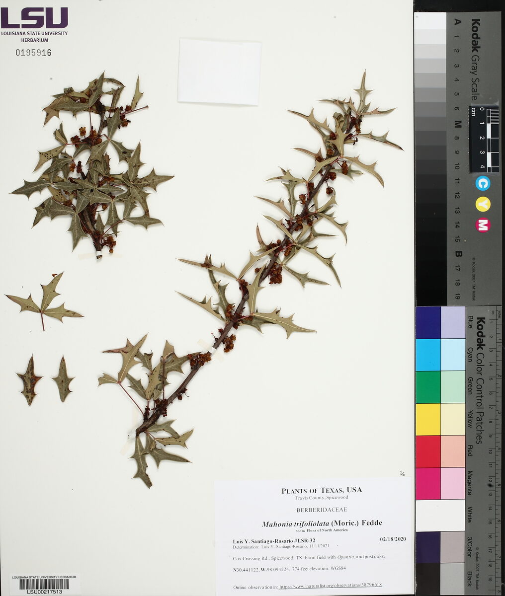 Mahonia trifoliolata - (Moric.)Fedde.