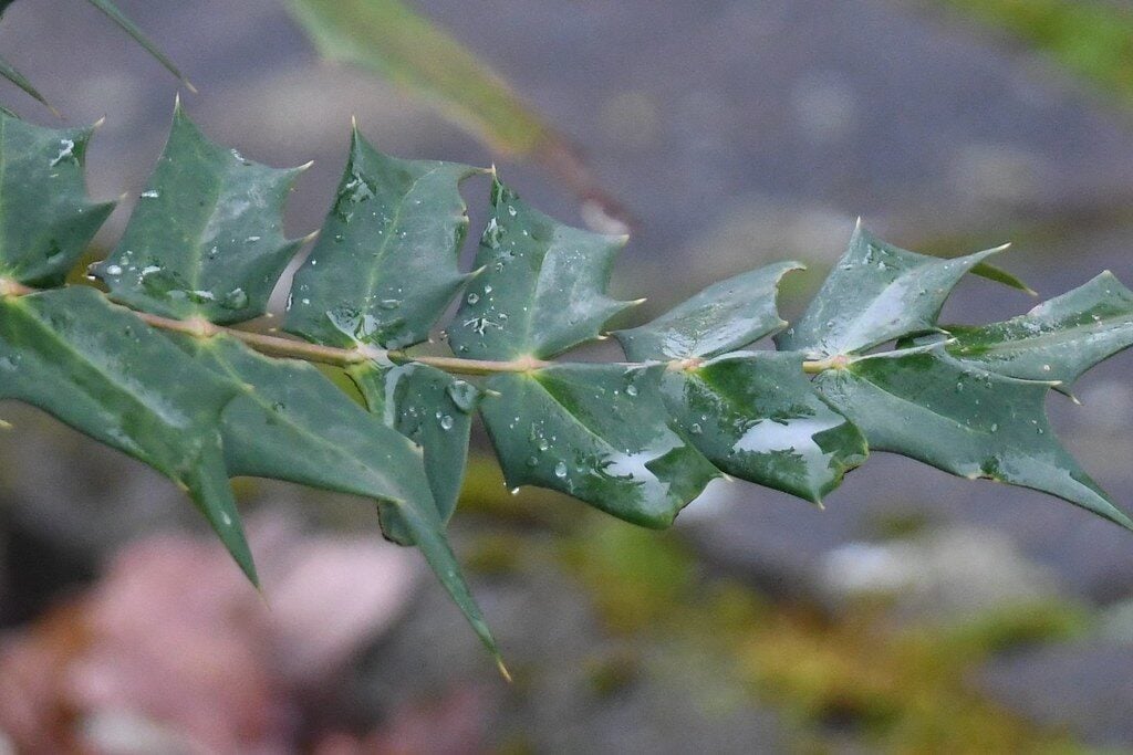 Mahonia x media — photo