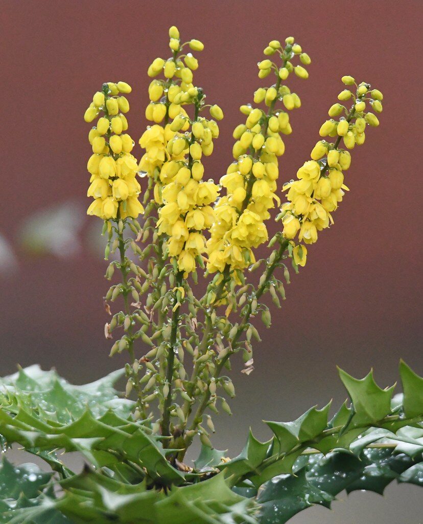 Mahonia x media — photo