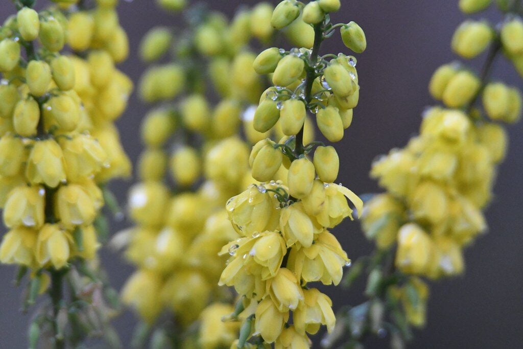 Mahonia x media