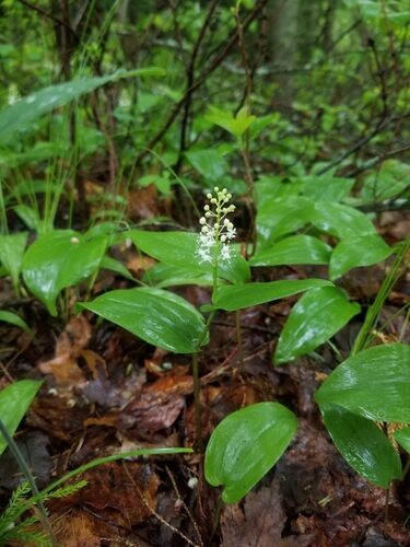 Maianthemum canadense (Canada Beadruby) — photo