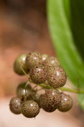 Maianthemum canadense (Canada Beadruby) — photo